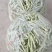 青岛平度市精品芸豆大量上市