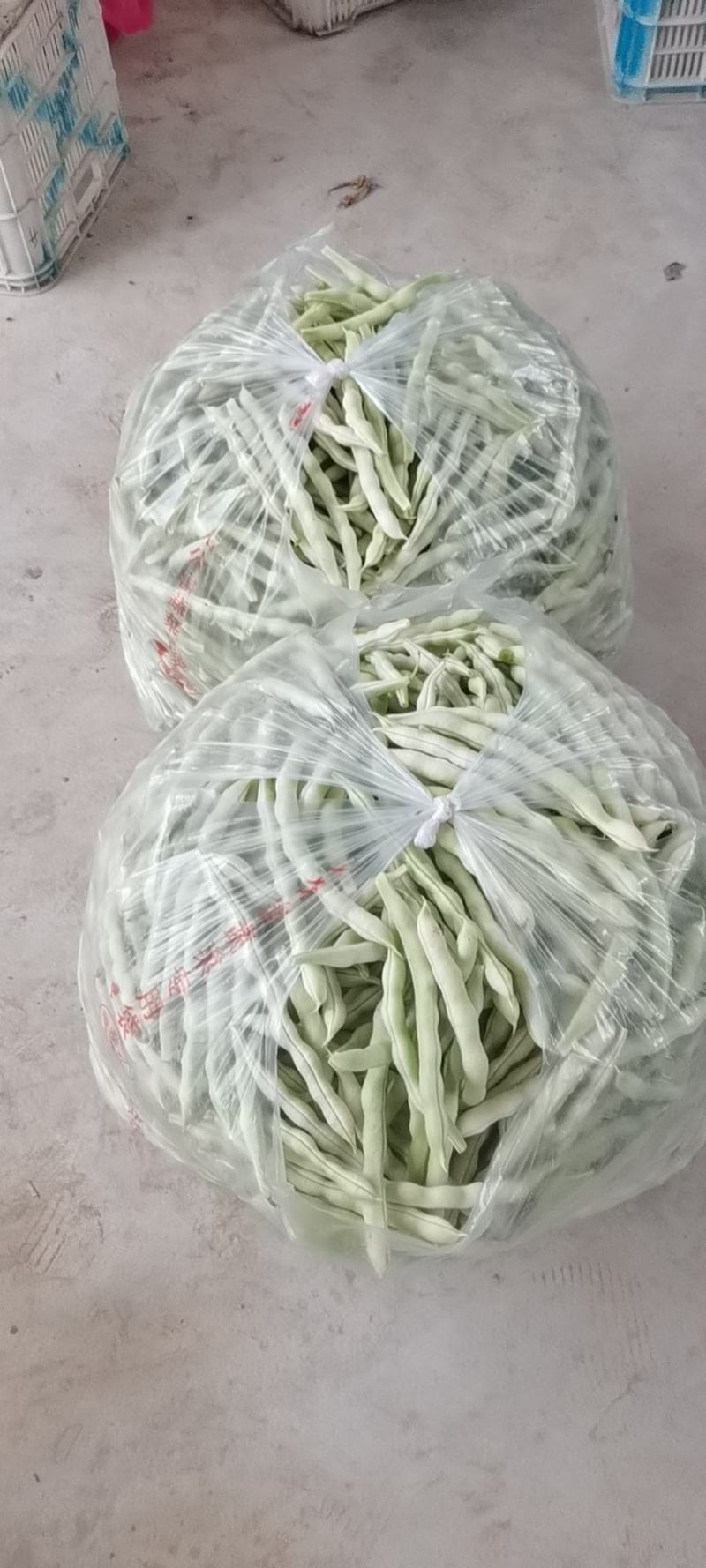 青岛平度市精品芸豆大量上市