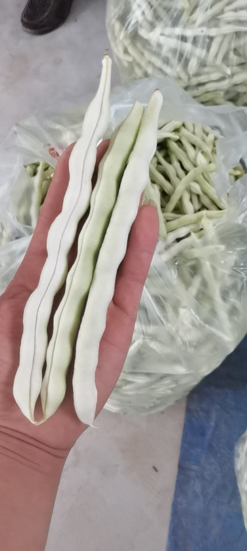 青岛平度市精品芸豆大量上市