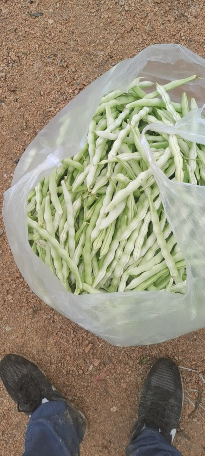 青岛平度市精品芸豆大量上市