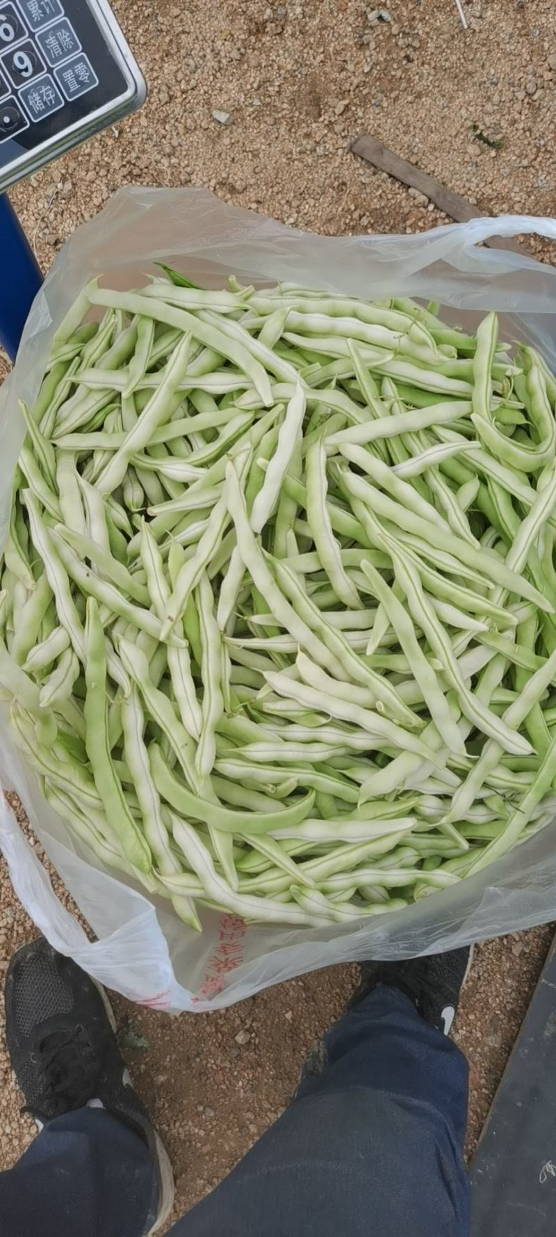 青岛平度市精品芸豆大量上市