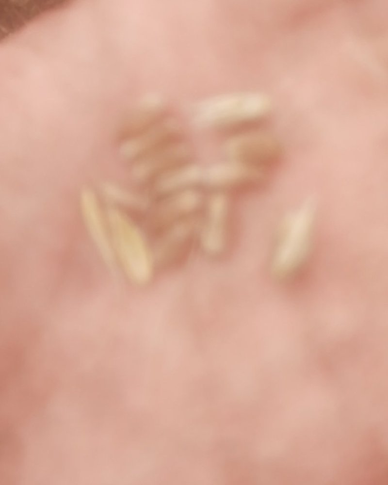800亩小麦