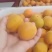 费县凯特杏大量供应~皮薄肉厚~颜色金黄~硬度好~现摘现装