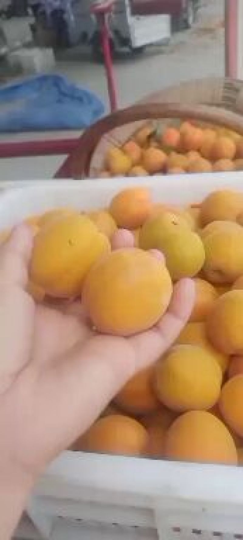 费县凯特杏大量供应~皮薄肉厚~颜色金黄~硬度好~现摘现装