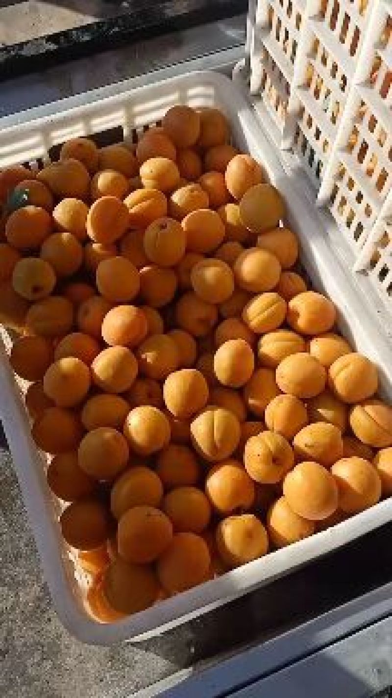 费县凯特杏大量供应~皮薄肉厚~颜色金黄~硬度好~现摘现装