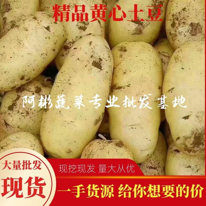 【精选】荷兰十五沃土5号精品土豆河北土豆