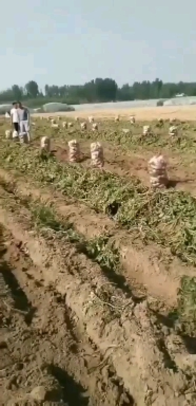 【精选】荷兰十五沃土5号精品土豆河北土豆