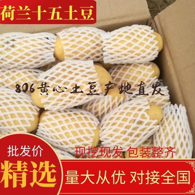 【精选】荷兰十五沃土5号精品土豆河北土豆