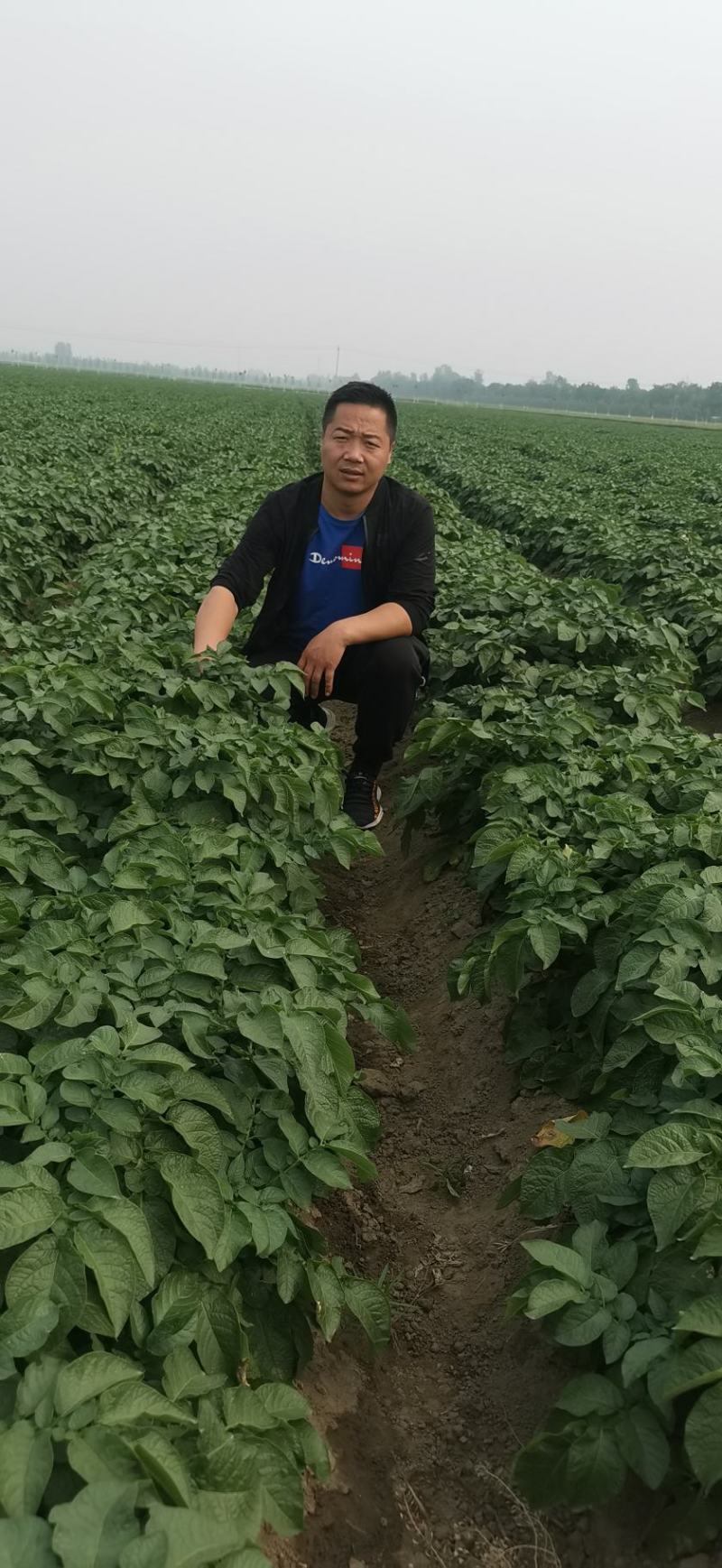 【精选】荷兰十五沃土5号精品土豆河北土豆