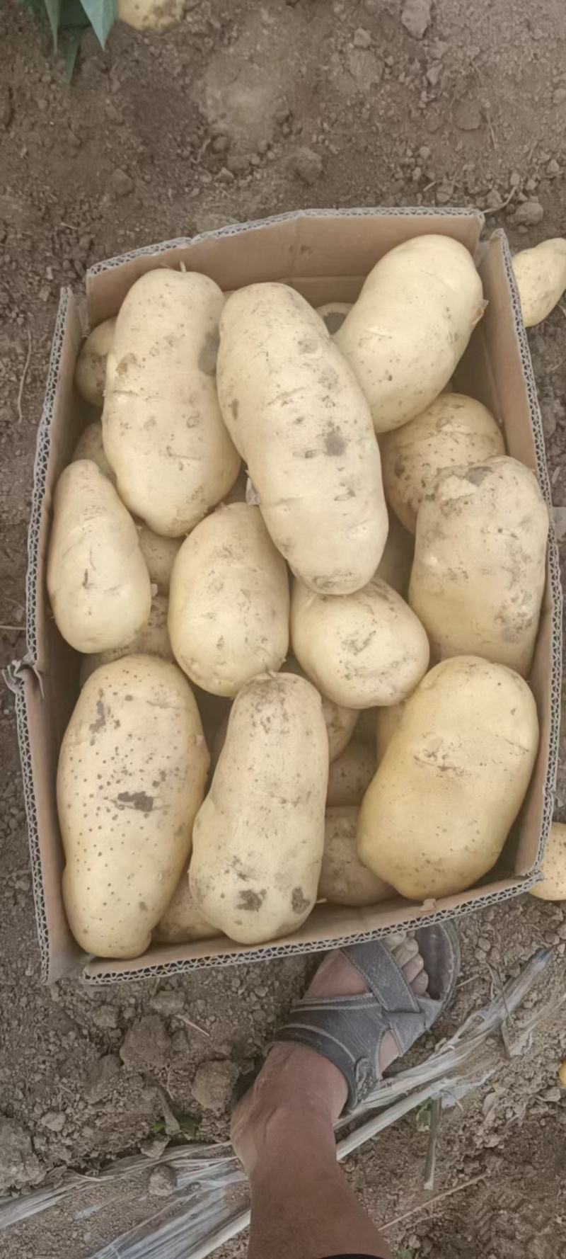 【精选】荷兰十五沃土5号精品土豆河北土豆