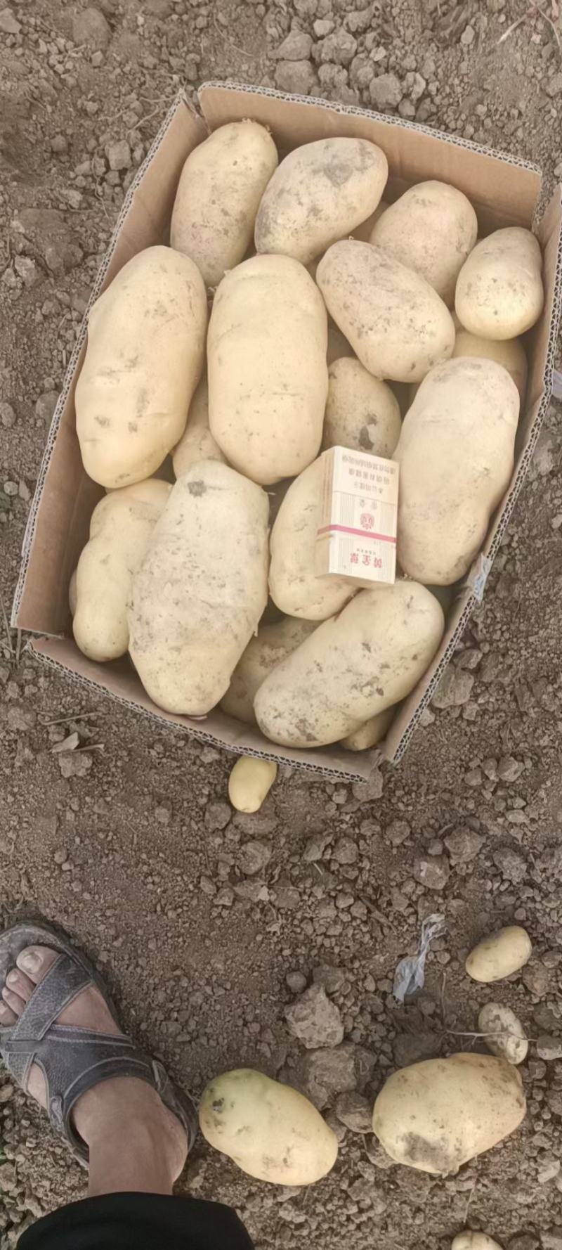 【精选】荷兰十五沃土5号精品土豆河北土豆