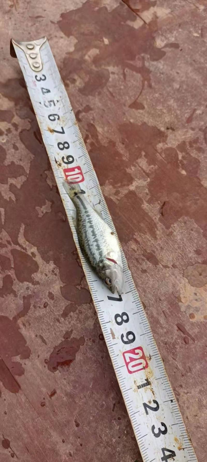 加州鲈鱼优鲈5号苗鲈鱼水花驯化吃饲料鲈鱼苗包邮直达