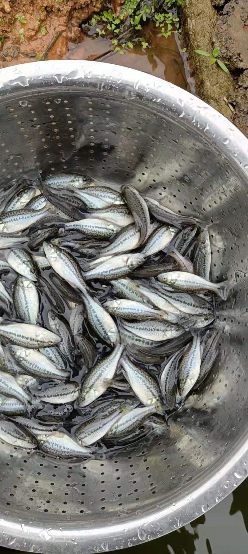 加州鲈鱼优鲈5号苗鲈鱼水花驯化吃饲料鲈鱼苗包邮直达
