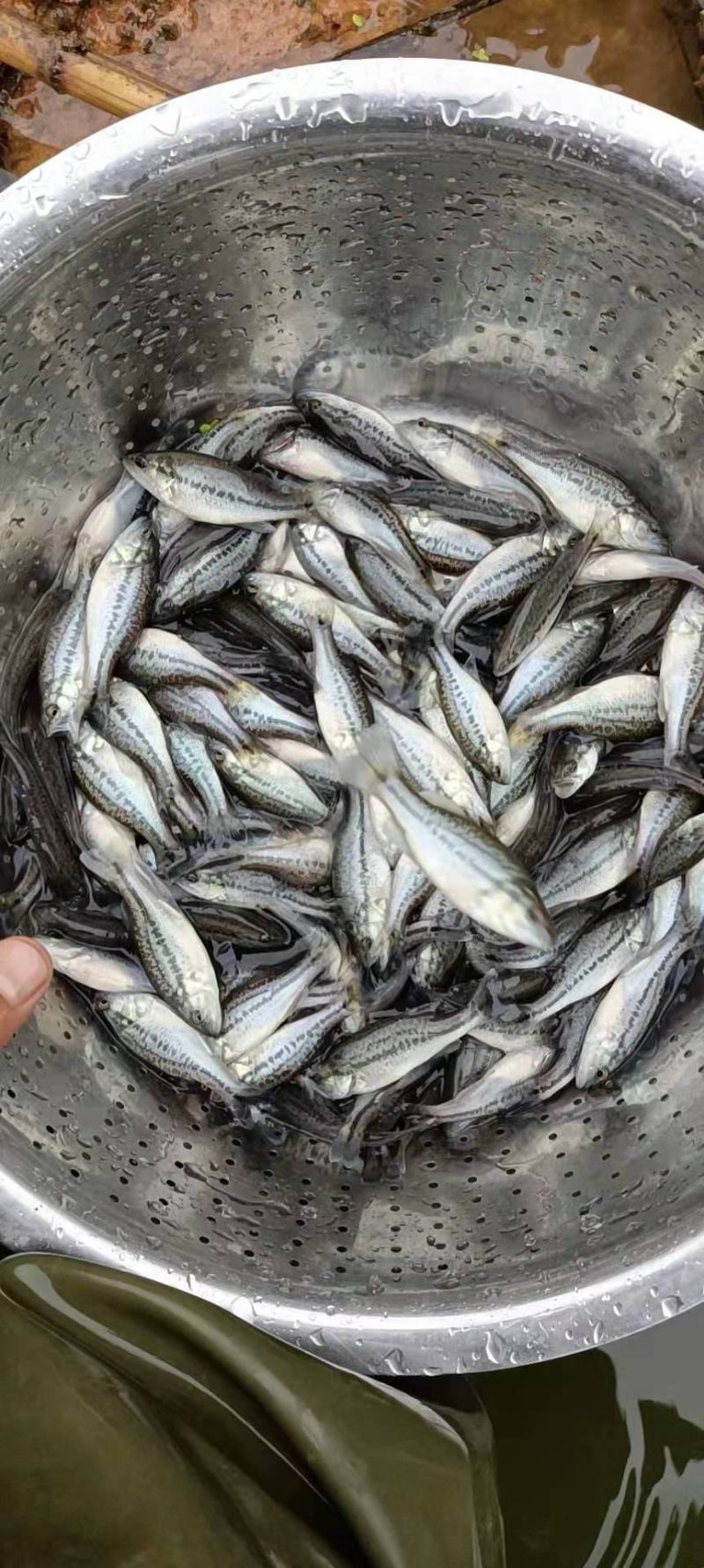 加州鲈鱼优鲈5号苗鲈鱼水花驯化吃饲料鲈鱼苗包邮直达