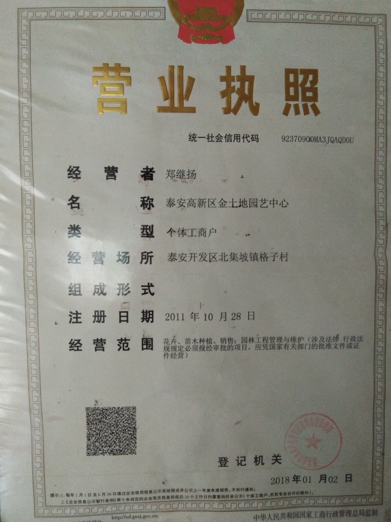 【欢迎进店】西梅女神李子苗法兰西李子苗李子苗基地直供