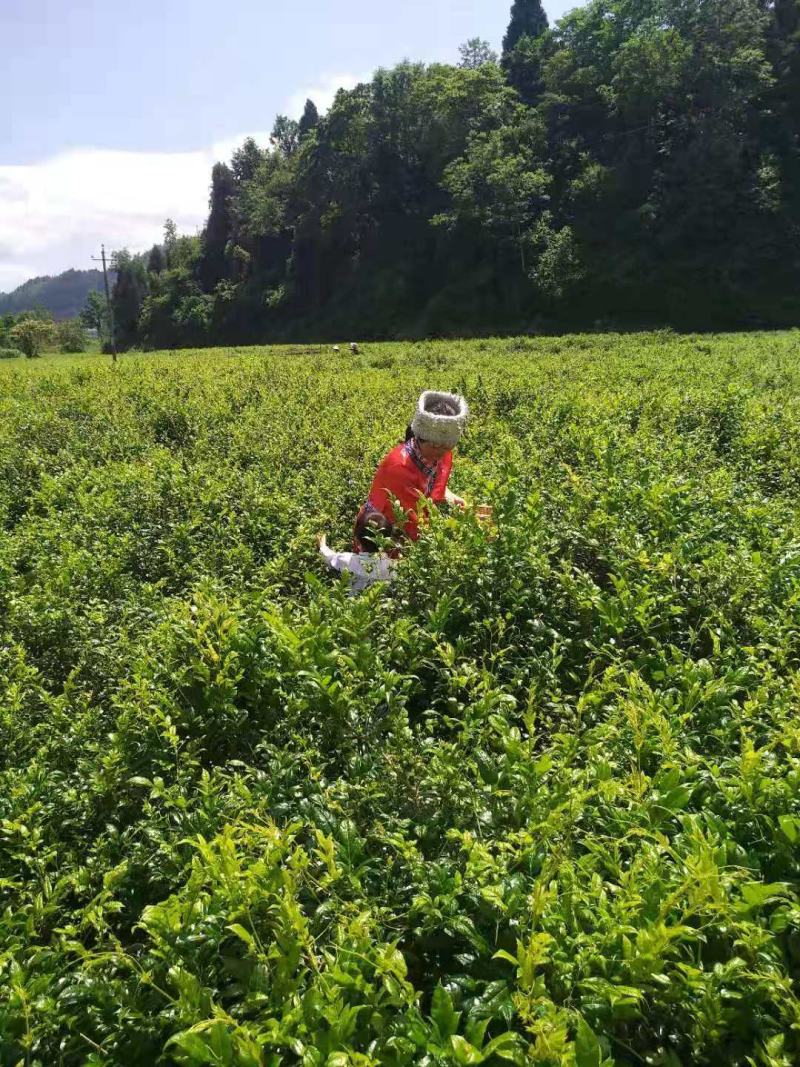 张家界莓茶正品芽尖藤茶湘西土家神茶苺茶产地发货一件代发