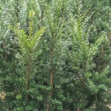 曼地亚红豆杉杯苗1.5高，地径1.5，杯子15cm左右