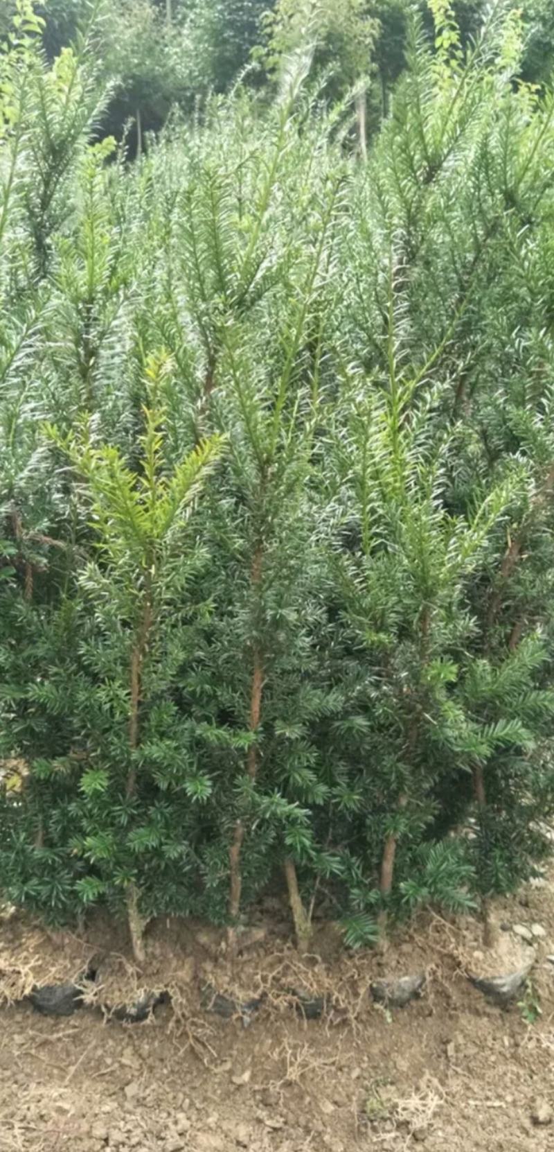 曼地亚红豆杉杯苗1.5高，地径1.5，杯子15cm左右