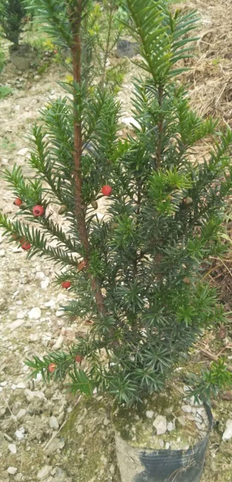 曼地亚红豆杉杯苗1.5高，地径1.5，杯子15cm左右