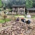 预售雷竹笋5月中旬左右上市