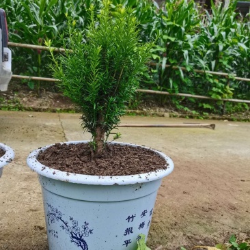 满地亚红豆杉盆景苗，地径2-3cm，高度40-50