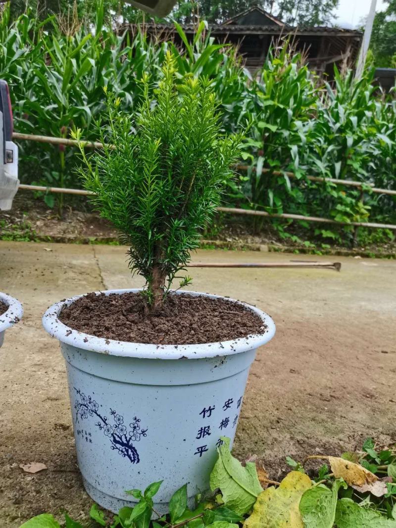 满地亚红豆杉盆景苗，地径2-3cm，高度40-50