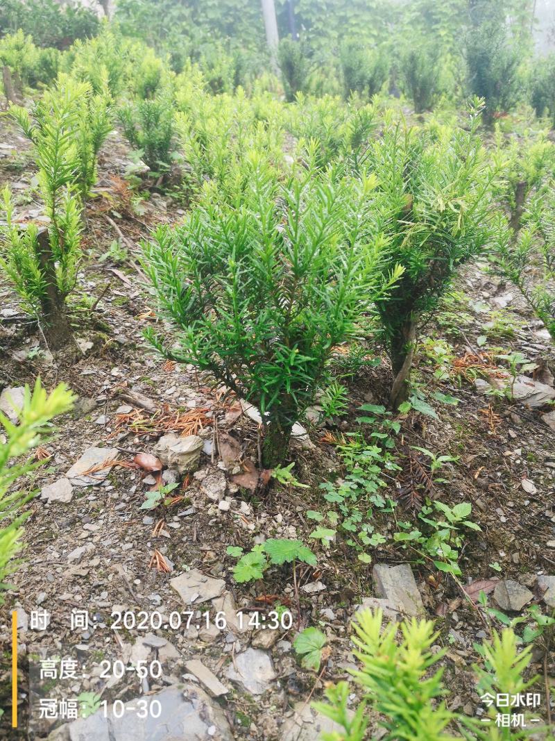 满地亚红豆杉盆景苗，地径2-3cm，高度40-50