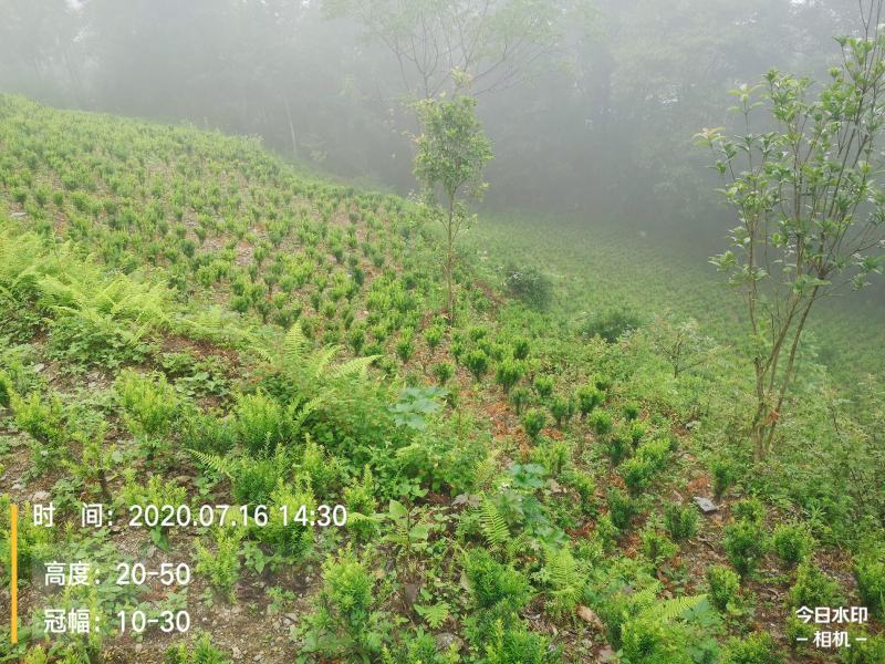 满地亚红豆杉盆景苗，地径2-3cm，高度40-50