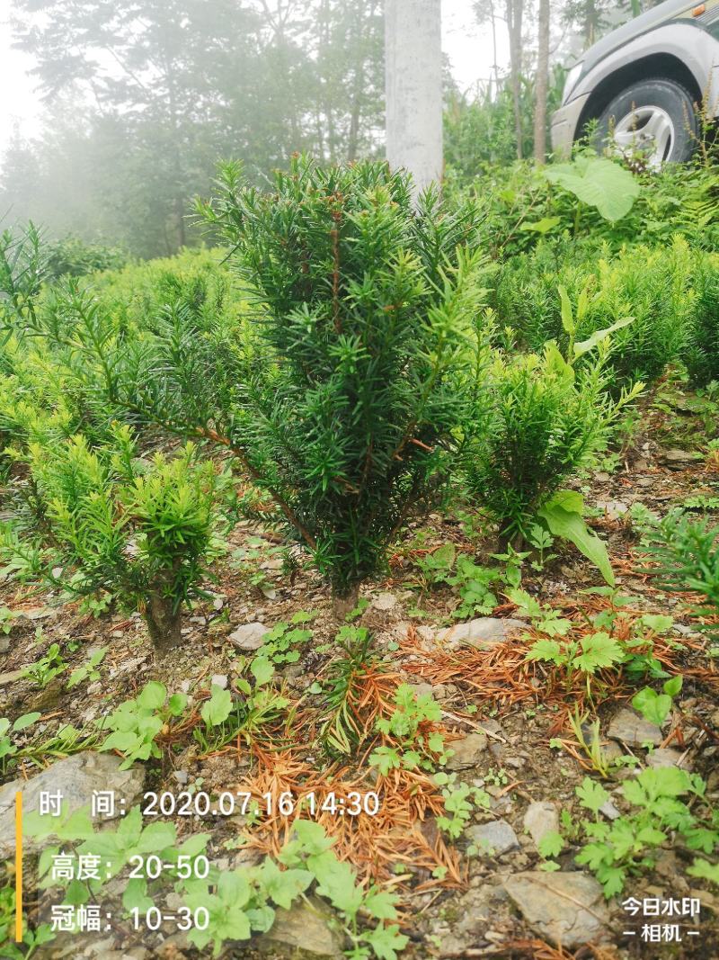 满地亚红豆杉盆景苗，地径2-3cm，高度40-50
