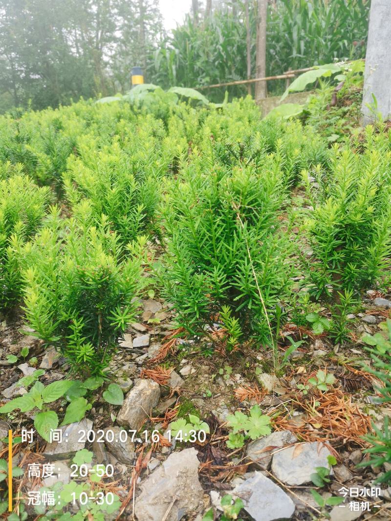 满地亚红豆杉盆景苗，地径2-3cm，高度40-50