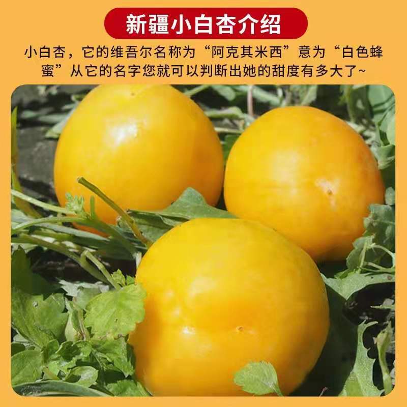 新疆轮台特产小白杏甜脆多汁礼盒空运包邮坏果包赔