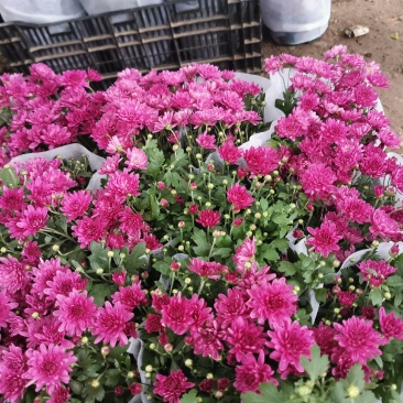 秋菊苗圃直发价格低质量好欢迎选购