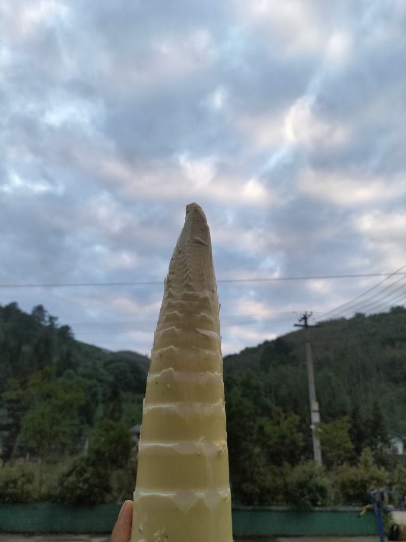 竹笋春笋笋肉