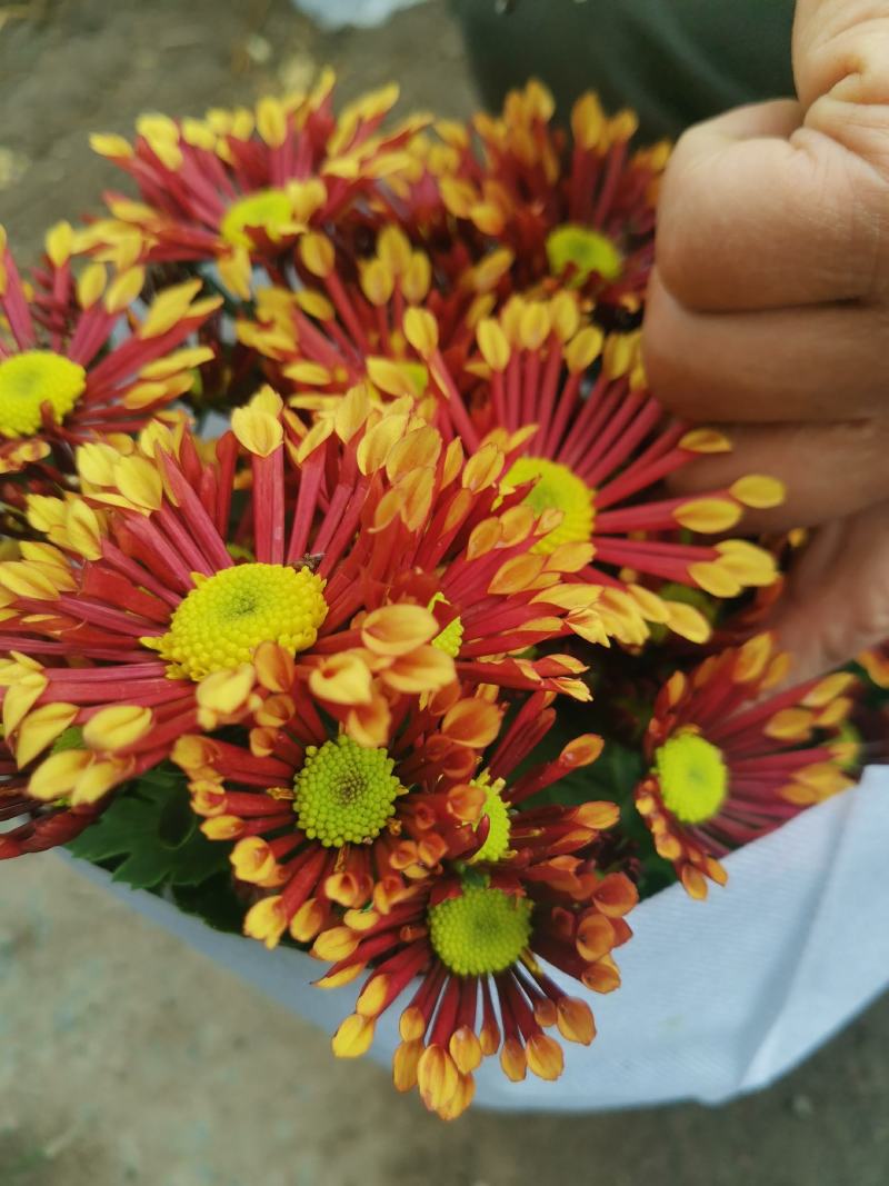 烟花菊苗圃直发价格低质量好需要的欢迎选购