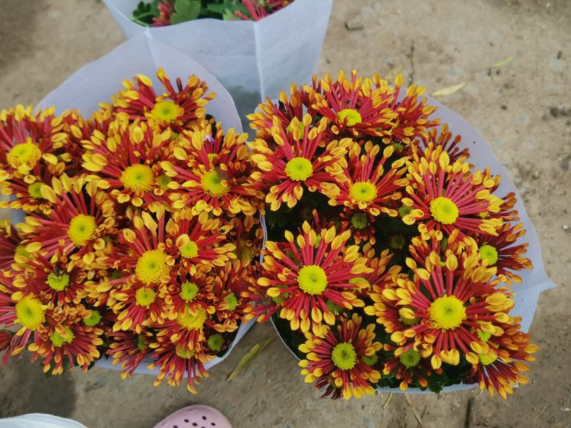 烟花菊苗圃直发价格低质量好需要的欢迎选购