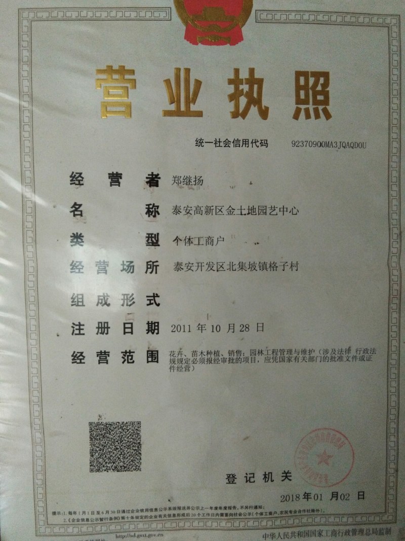 【山东玉兰树苗基地】紫玉兰白玉兰工程玉兰树红花大花玉兰