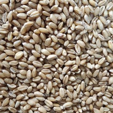 精选河南小麦、安徽小麦2022年新麦精选小麦