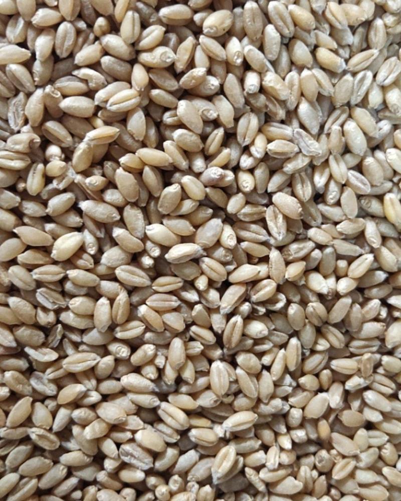 精选河南小麦、安徽小麦2022年新麦精选小麦