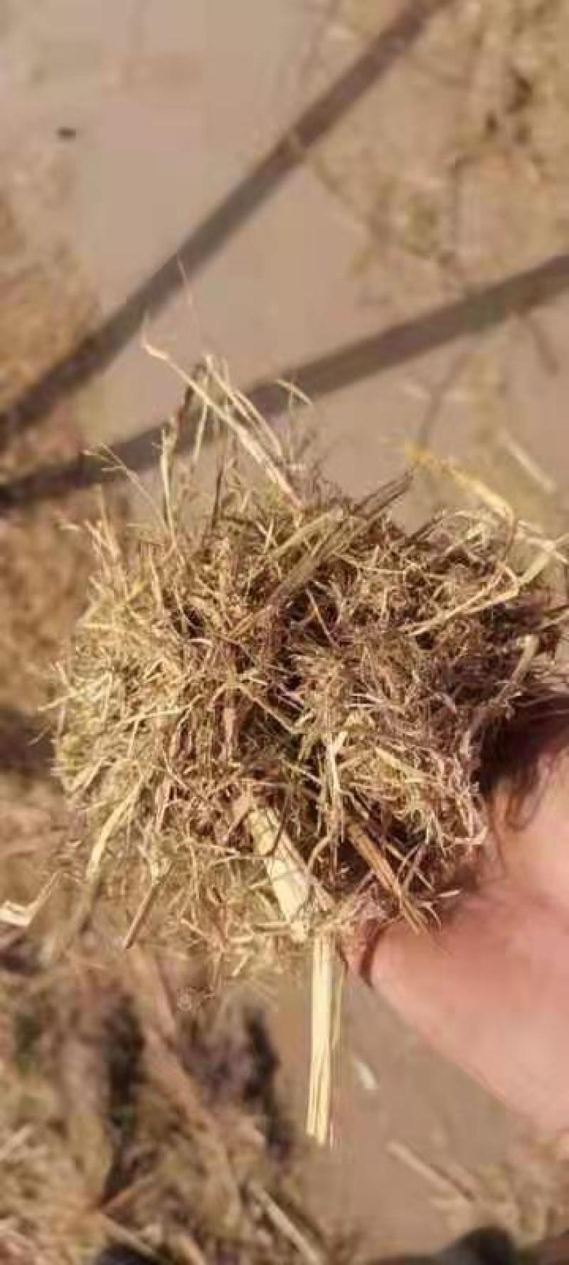 全株青贮玉米，全株青贮小麦，甜高粱青贮，稻草，麦草