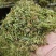 全株青贮玉米，全株青贮小麦，甜高粱青贮，稻草，麦草