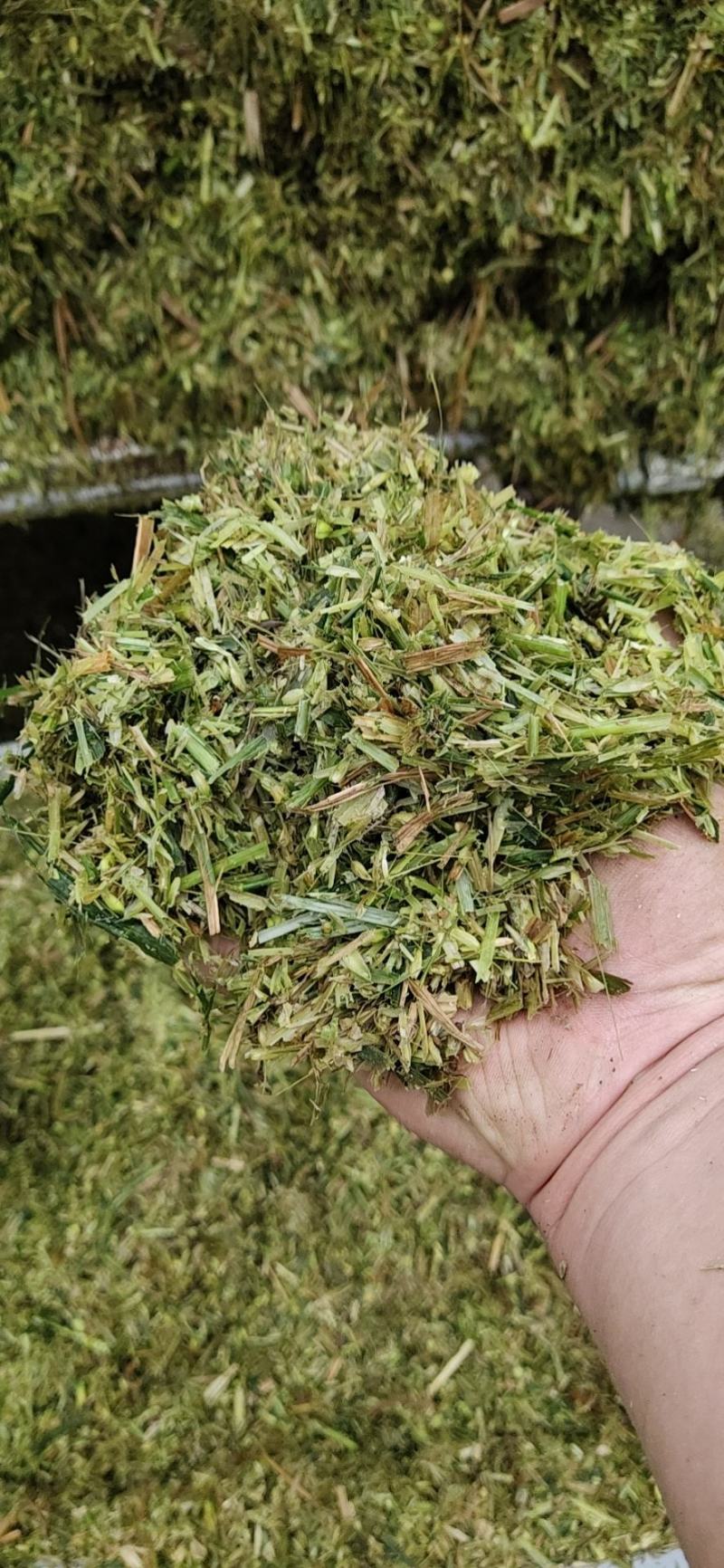 全株青贮玉米，全株青贮小麦，甜高粱青贮，稻草，麦草
