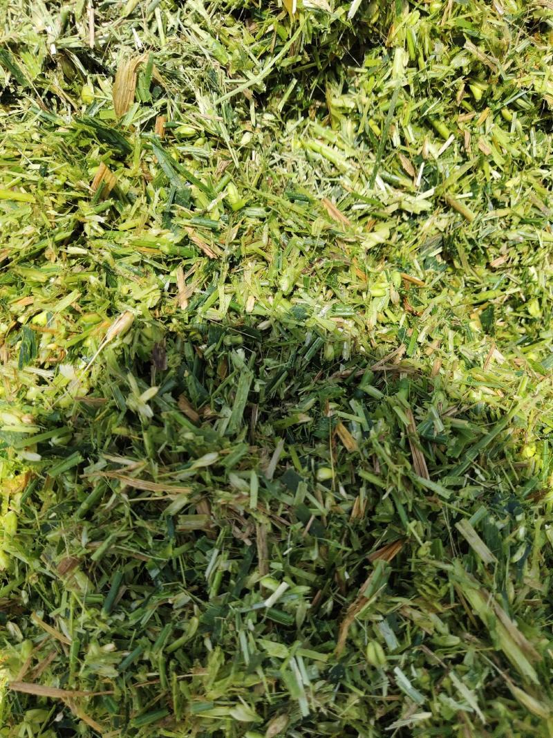 全株青贮玉米，全株青贮小麦，甜高粱青贮，稻草，麦草