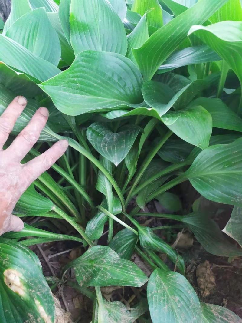精品紫花玉簪、杯苗玉簪苗圃直发，需要的老板询价，价格低