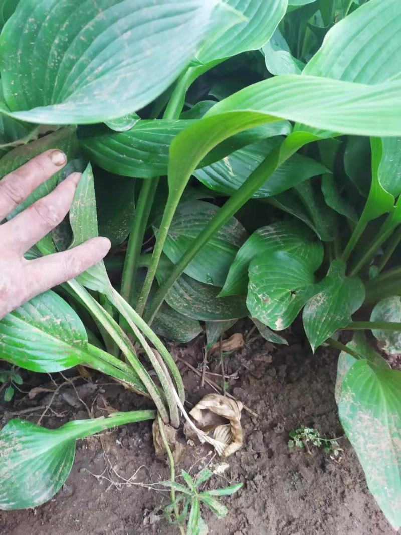 精品紫花玉簪、杯苗玉簪苗圃直发，需要的老板询价，价格低