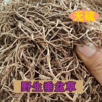 中草药垂盆草产地一手货源垂盆草干货