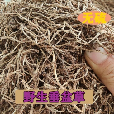 中草药垂盆草产地一手货源垂盆草干货