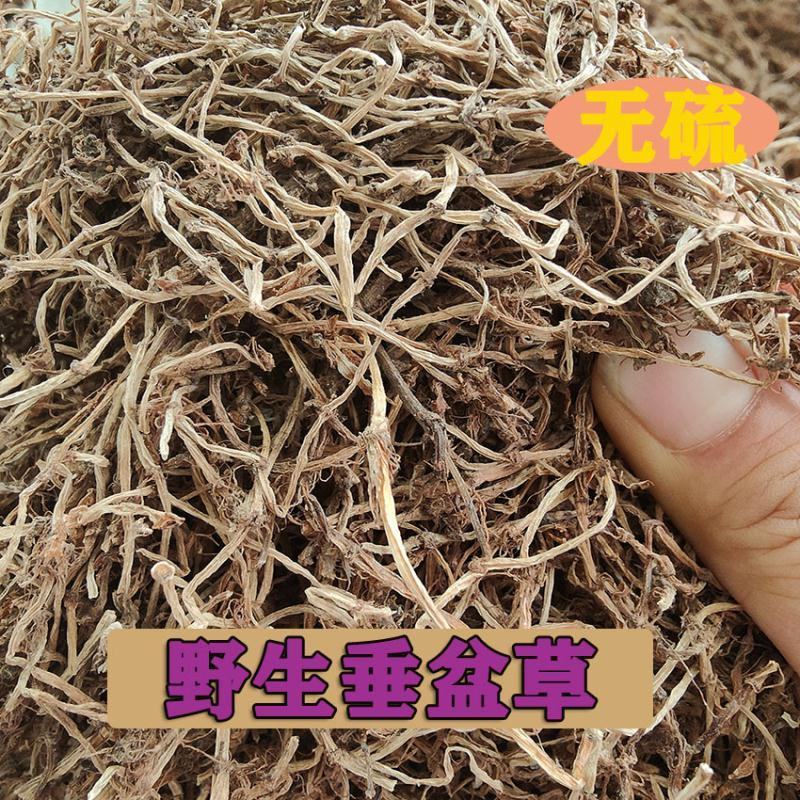 中草药垂盆草产地一手货源垂盆草干货