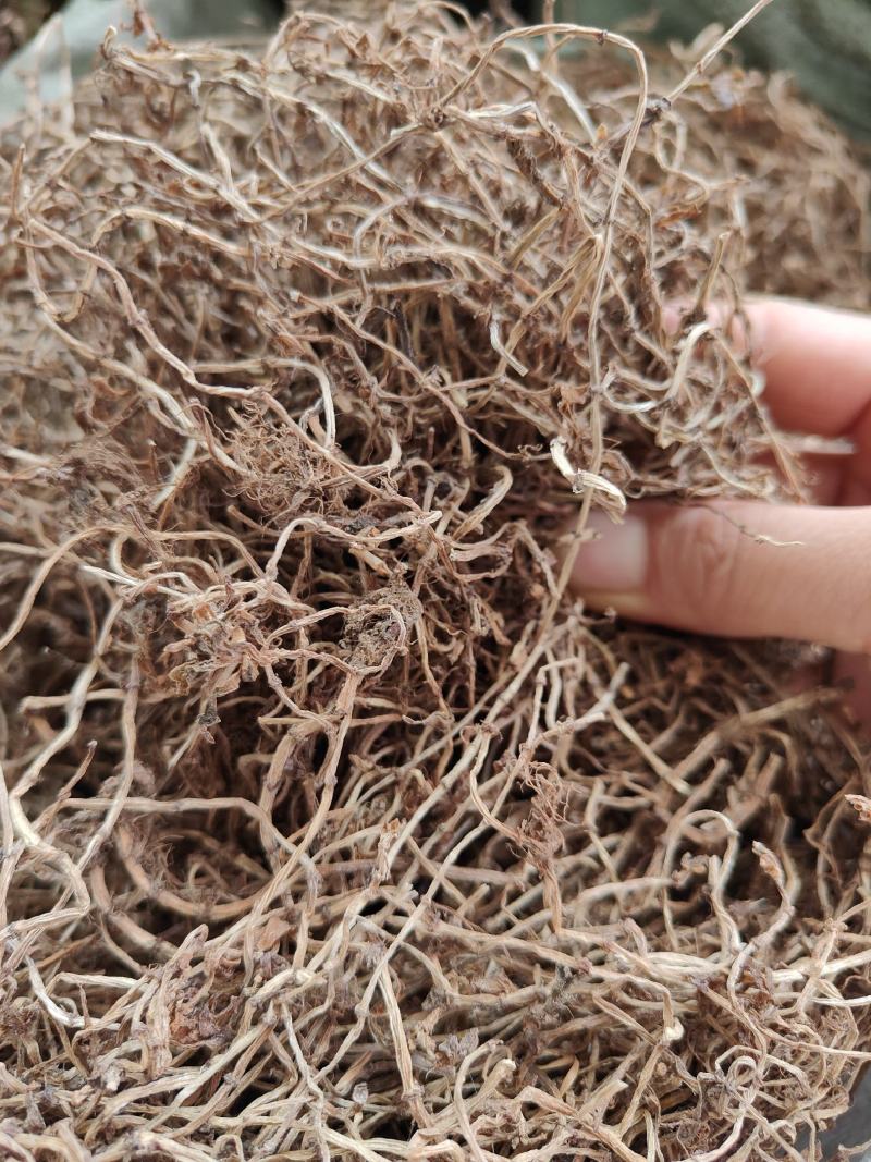 中草药垂盆草产地一手货源垂盆草干货