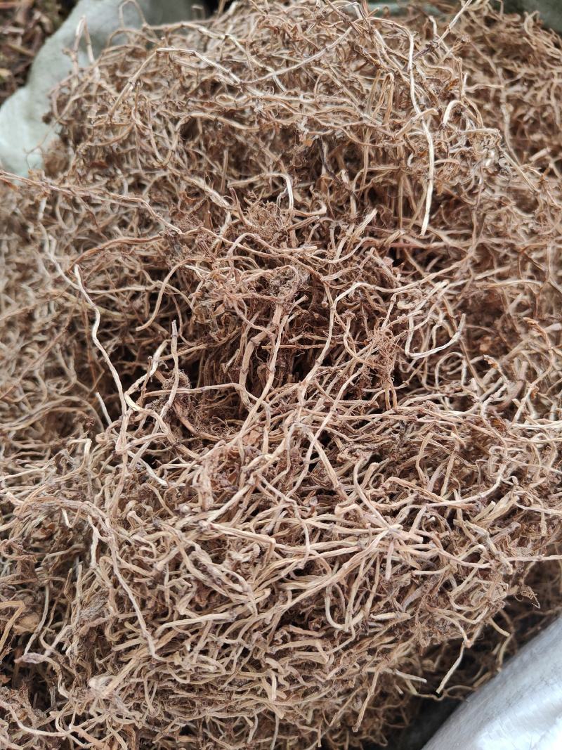 中草药垂盆草产地一手货源垂盆草干货