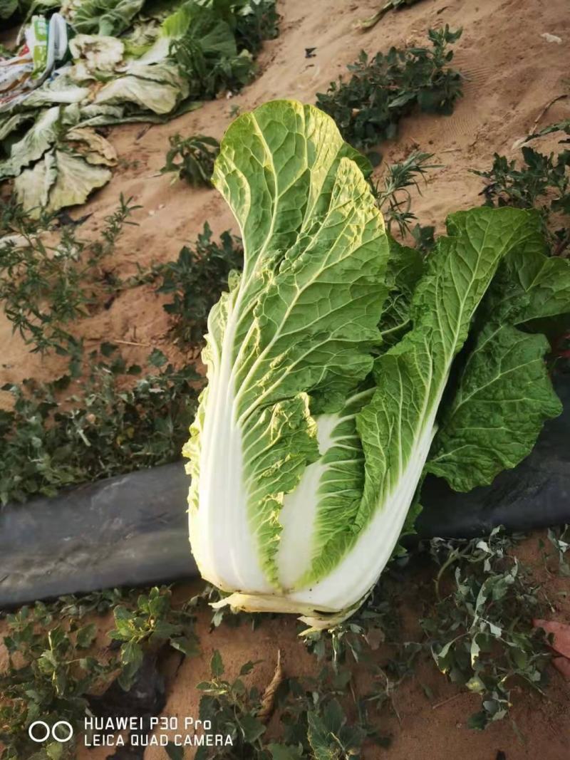 大白菜沙土地耐运输，保质保量，一次合作，一直朋友，